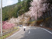 しだれ桜