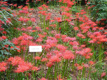 萩の花